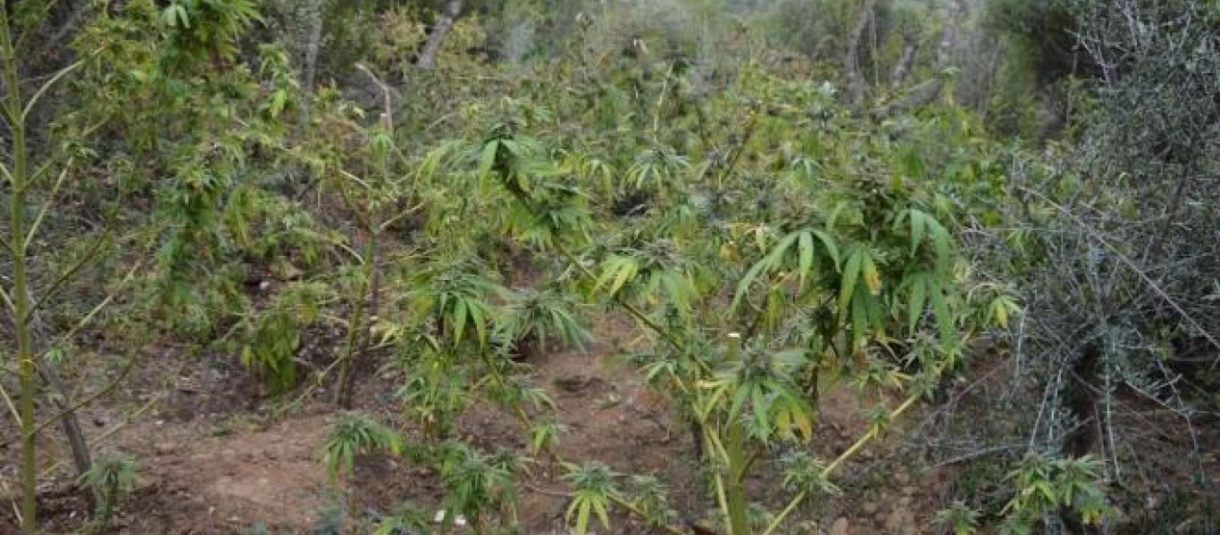 Καρδίτσα: Συνελήφθη χασισοκαλλιεργητής - Τον συνέλαβαν επ' αυτοφώρω